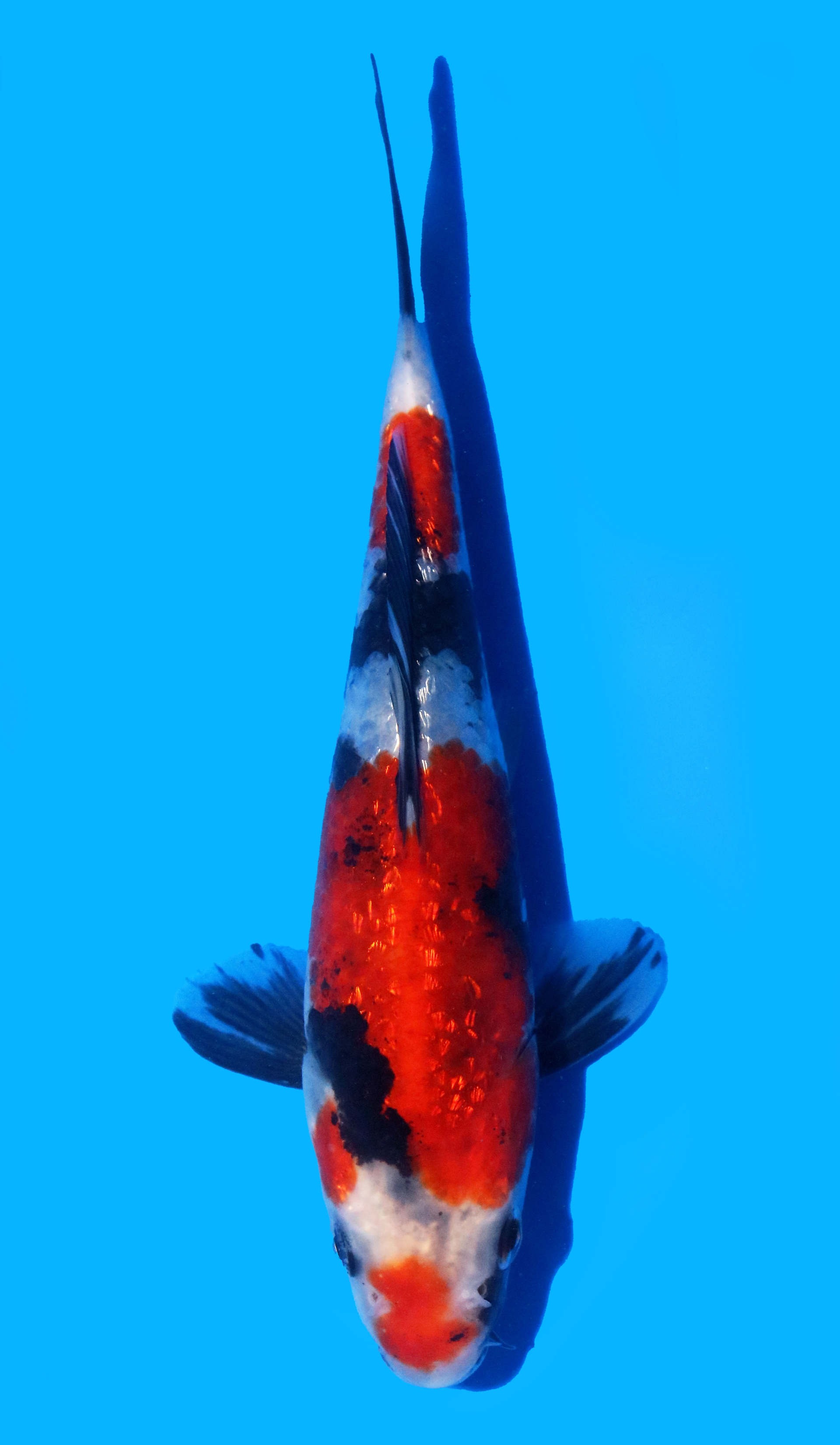 Photo of a koi fish