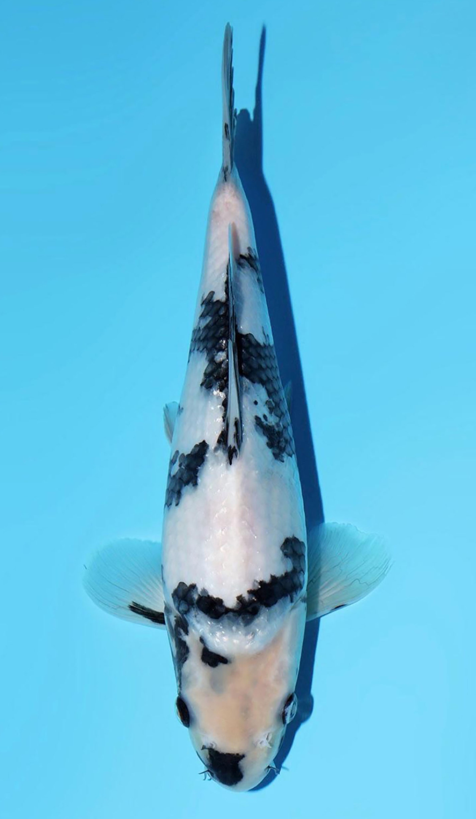 Photo of a koi fish