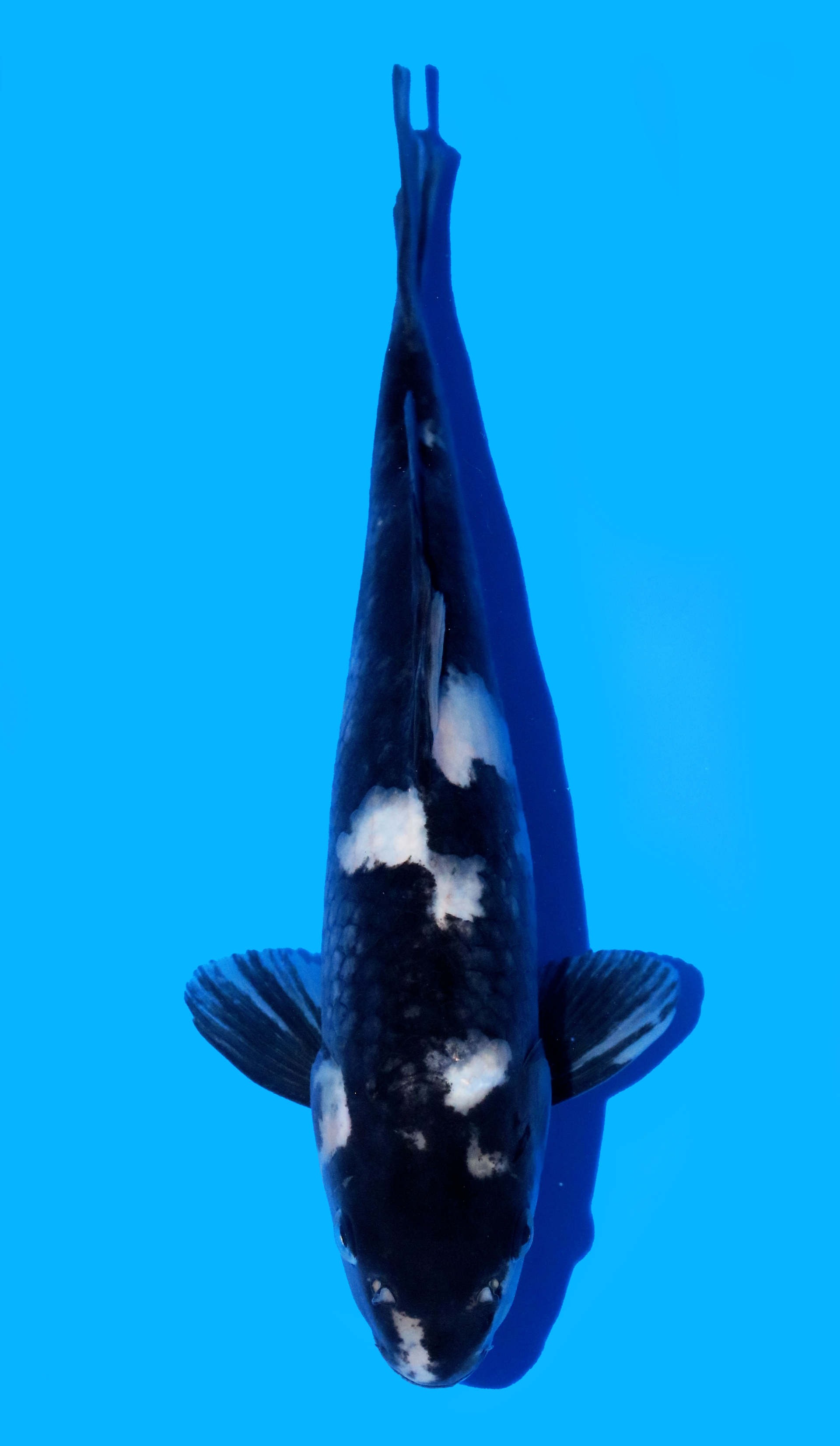 Photo of Shiro Utsuri Koi