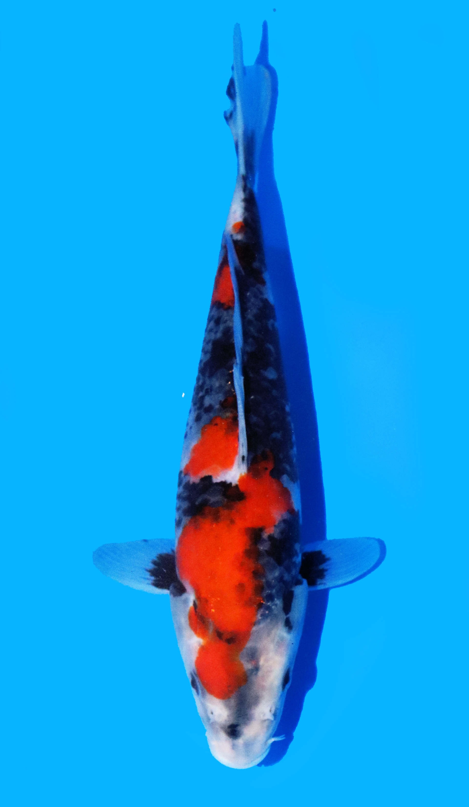 Photo of Showa Koi