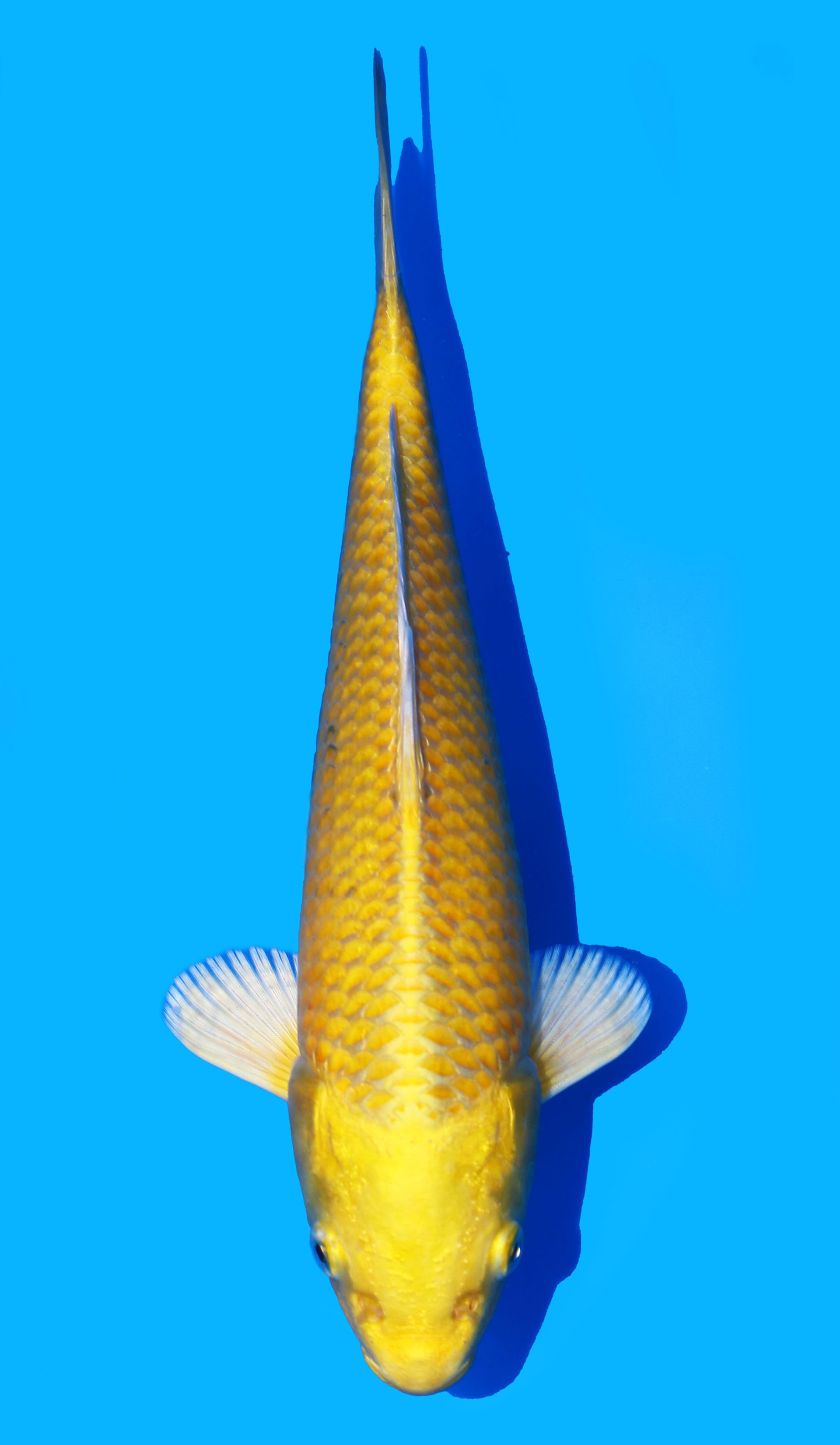 Photo of Yamabuki Ogon  Koi