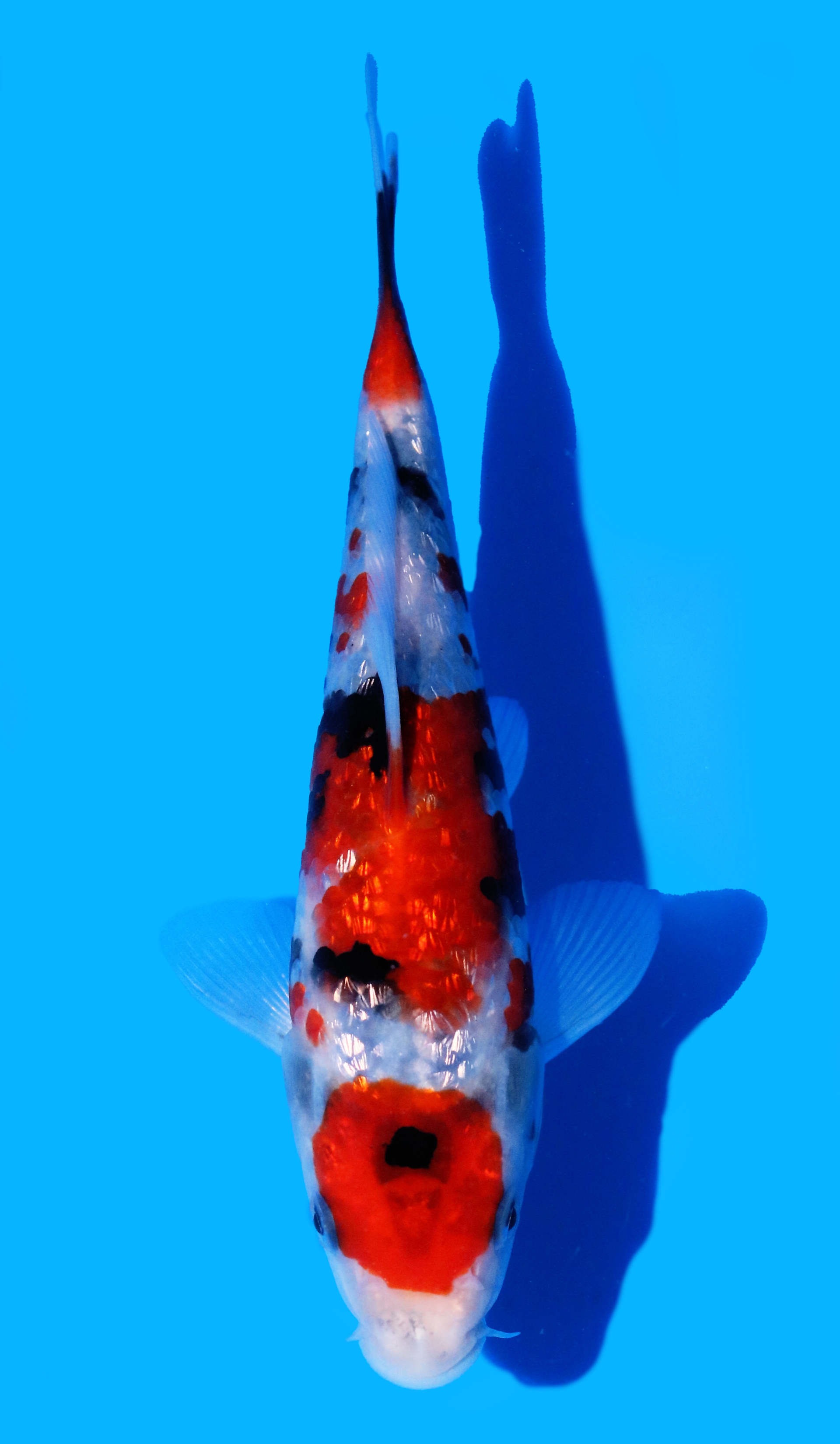 Photo of Gin Rin Showa Koi