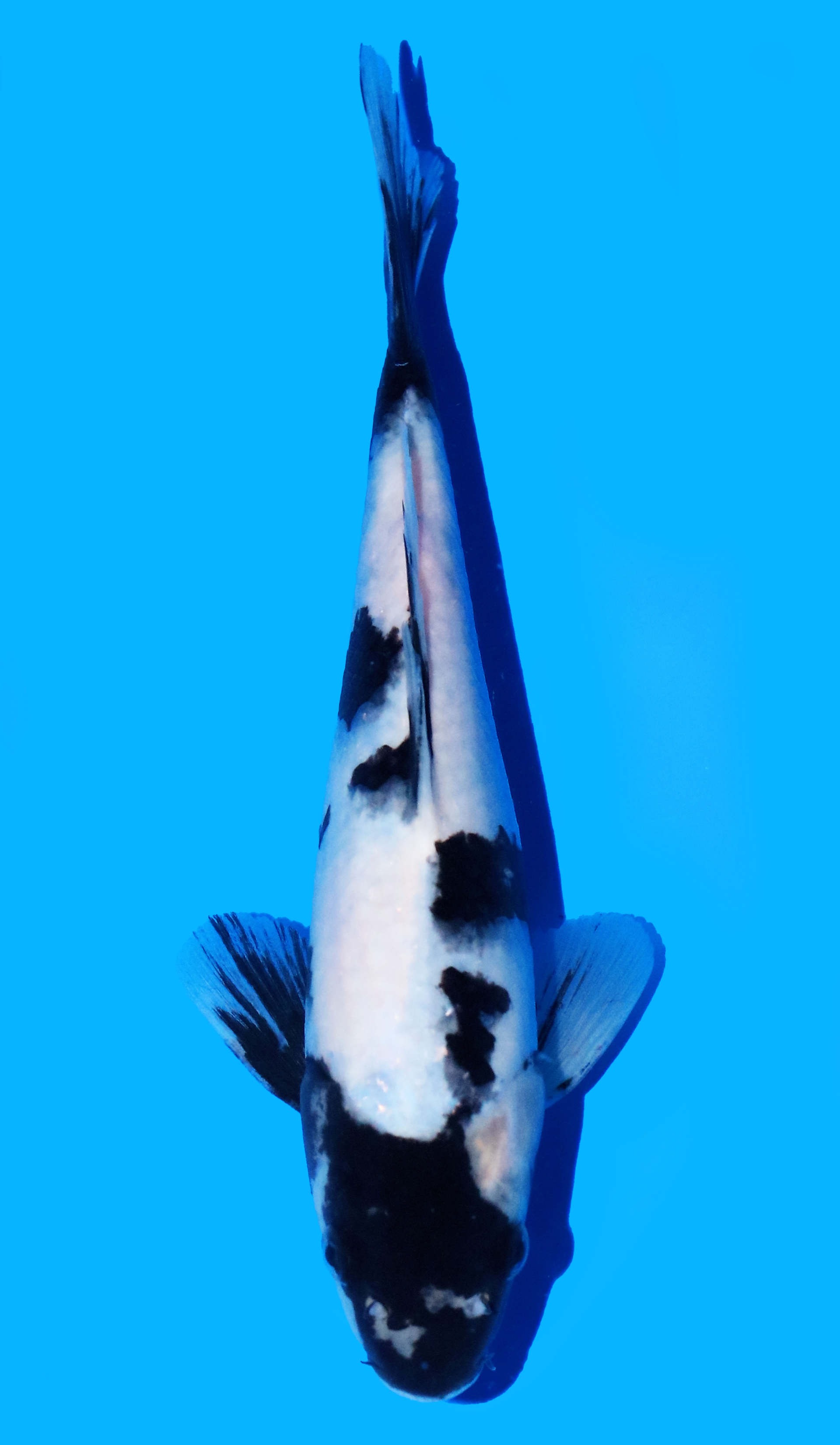 Photo of Shiro Utsuri Koi