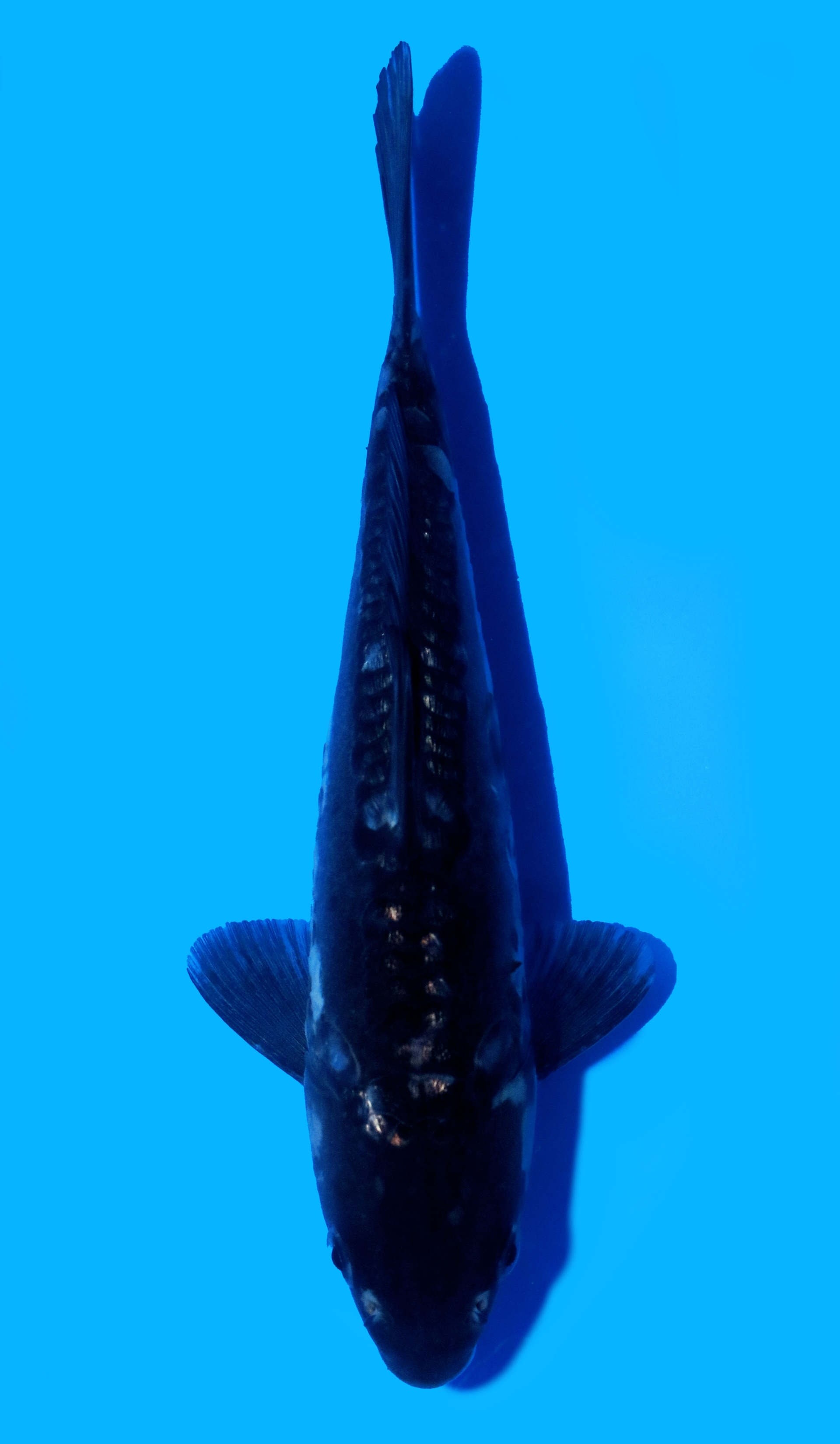Photo of Black Dragon Koi