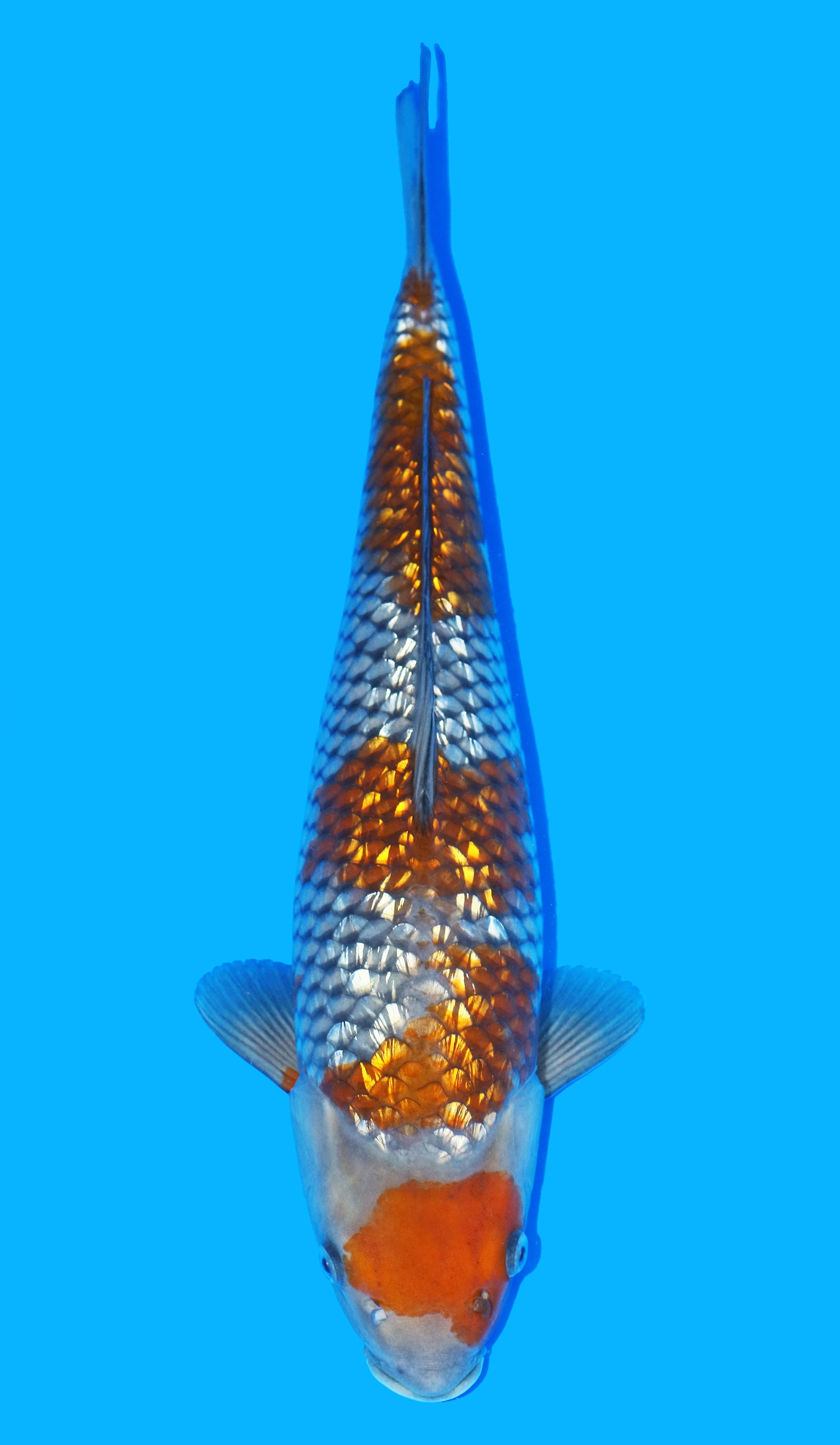 Photo of Gin Rin Ochiba Koi