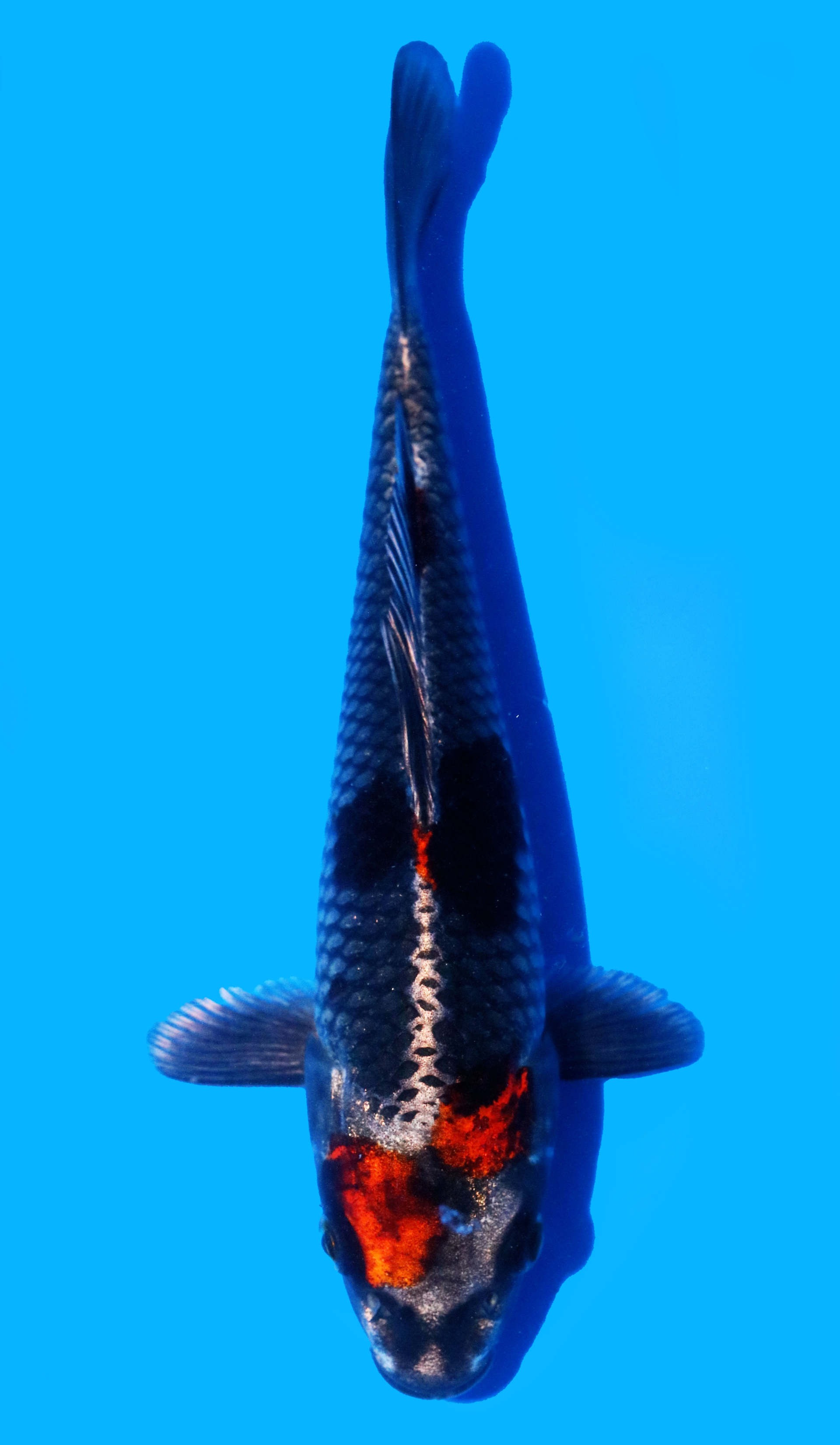 Photo of Beni Ginga Koi
