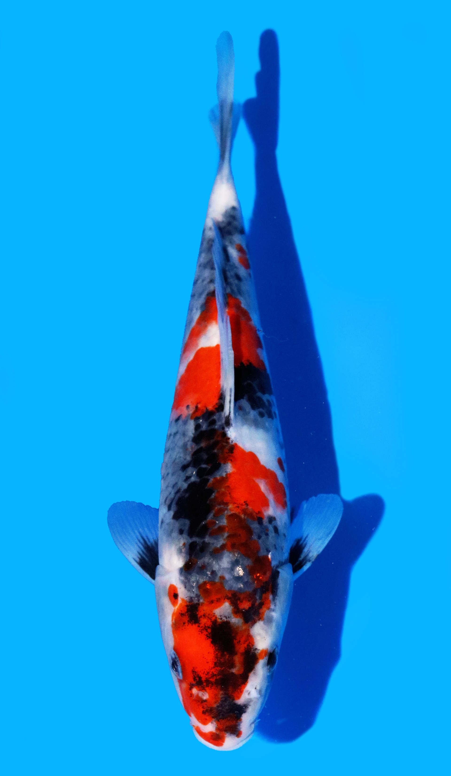 Photo of Showa Koi
