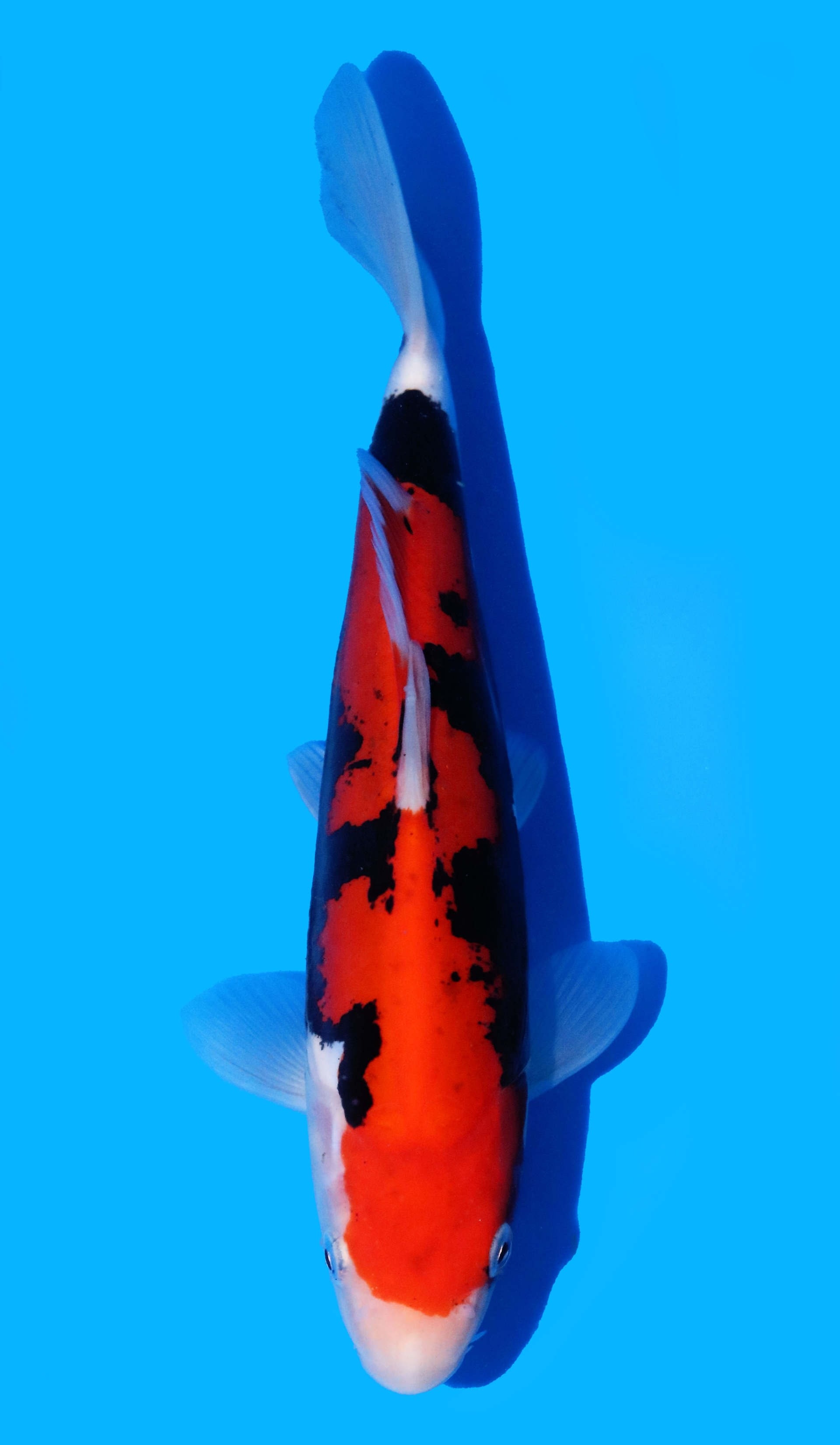 Photo of Beni Kumonryu Koi