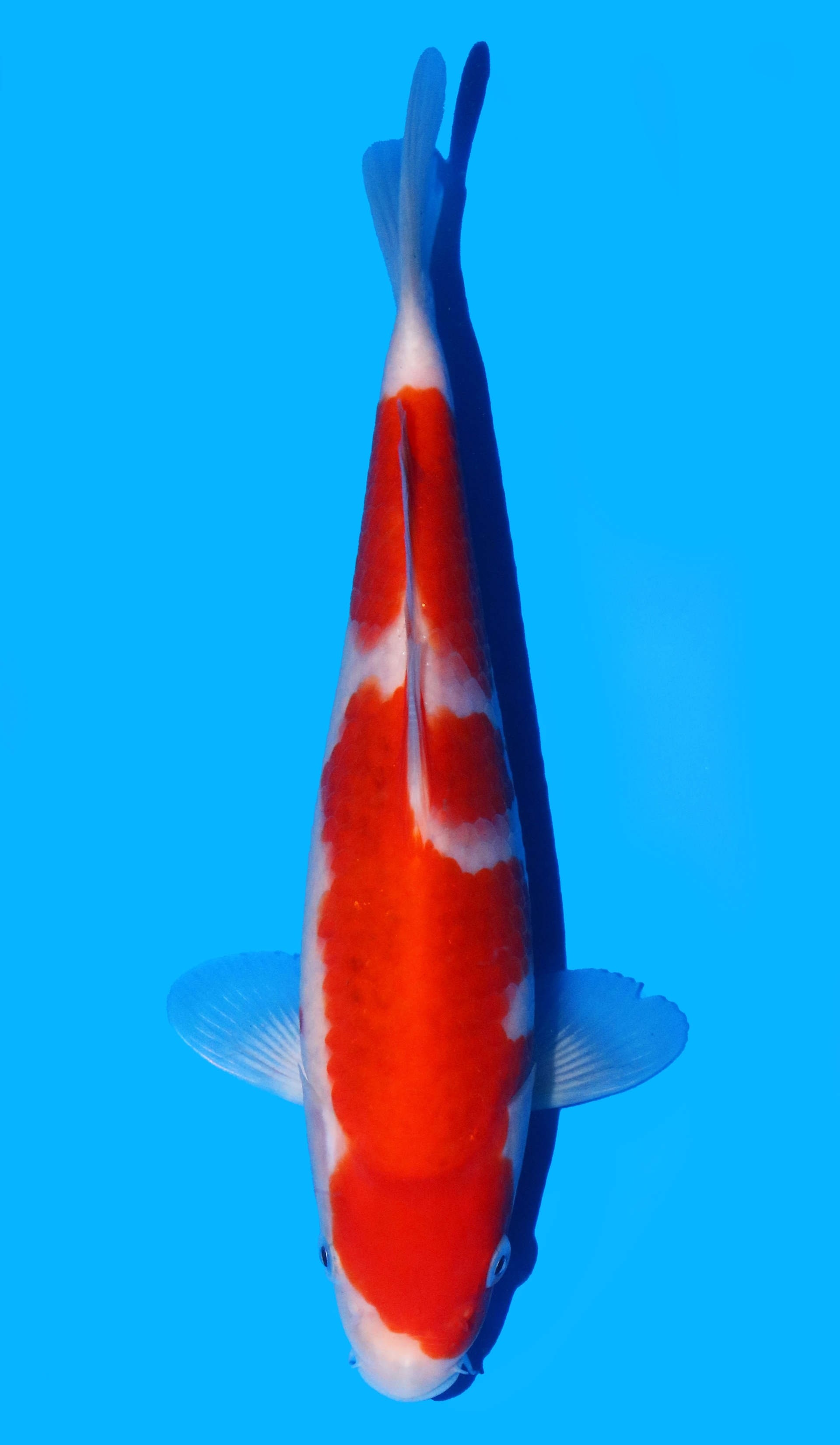 Photo of Ai Goromo Koi